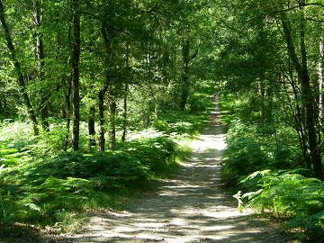 Forêt - crédit photo : JP Taupin