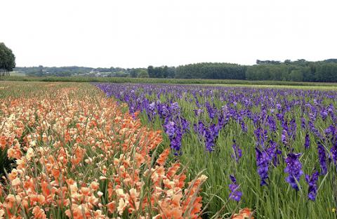 Blaison-Gohier_fleurs et bourg <sup>©</sup> Commune de Blaison-Gohier