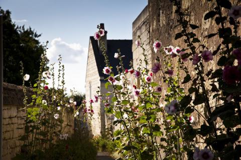 Le Coudray-Macouard_rue avec roses trémières©J.-P. Berlose