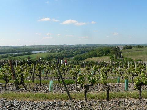 Savennières_vue sur les vignes©Commune de Savennières