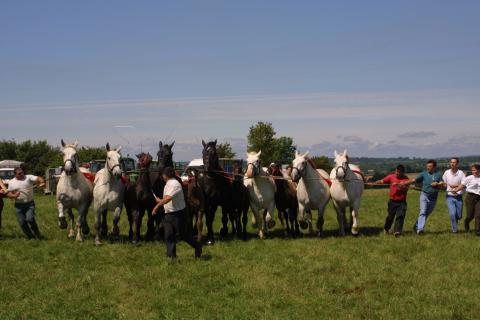 concours_chevaux_trait©cdc-pays-bellemois.jpg