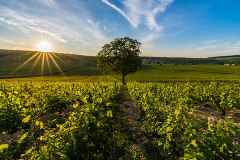 Vignoble de Sancerre